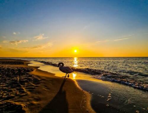 Wyniki kategorii online 27. Oleskiego Konkursu Fotograficznego